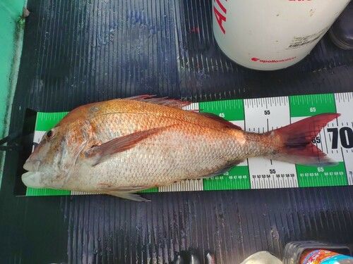 マダイの釣果