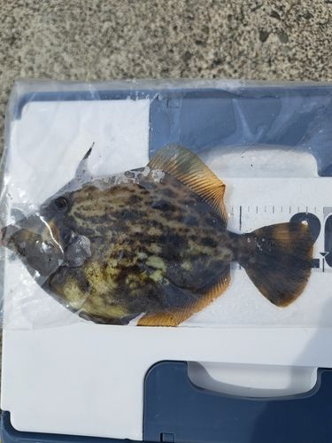 カワハギの釣果