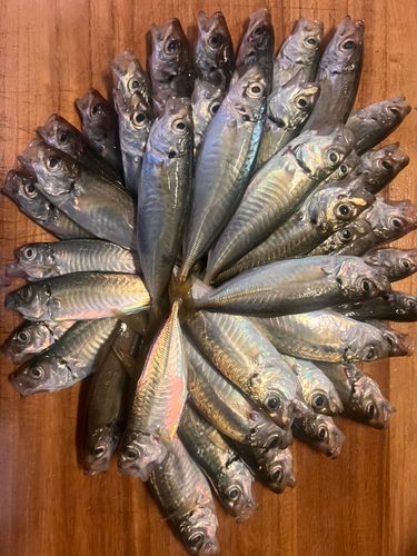 茨城県で釣れたアジの釣り・釣果情報 - アングラーズ | 釣果600万件の
