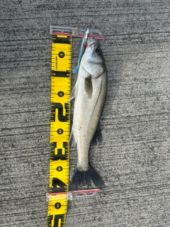 セイゴ（マルスズキ）の釣果