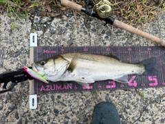 シーバスの釣果