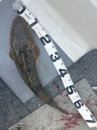 釣果