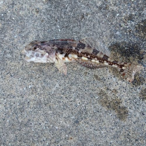 ハゼの釣果