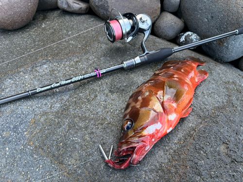 アカハタの釣果