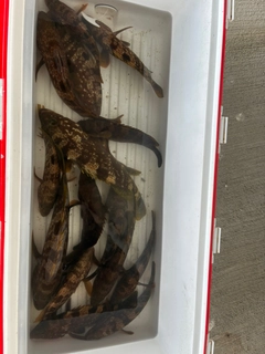 キジハタの釣果