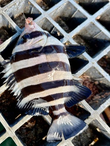 サンバソウの釣果