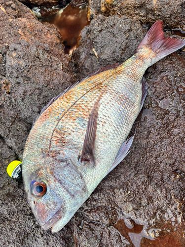 マダイの釣果