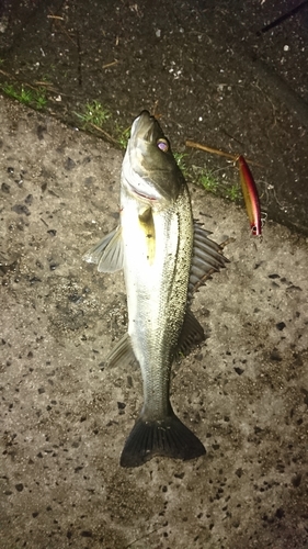 シーバスの釣果