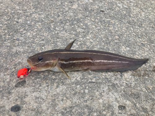 ゴンズイの釣果