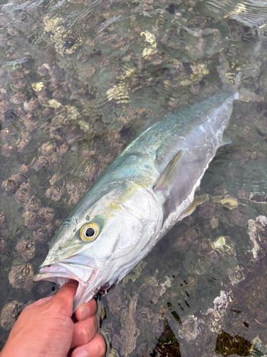 ヤズの釣果