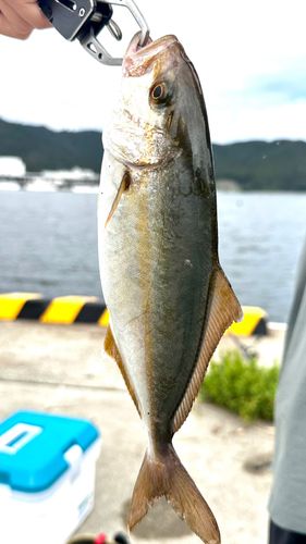 ショゴの釣果