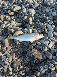 ワカシの釣果
