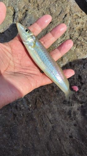 キスの釣果