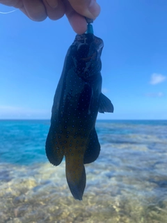 アオノメハタの釣果