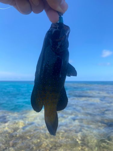 アオノメハタの釣果