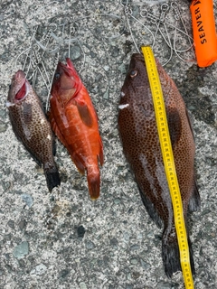 オオモンハタの釣果