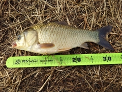 マブナの釣果