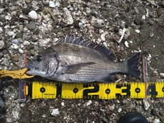 チヌの釣果