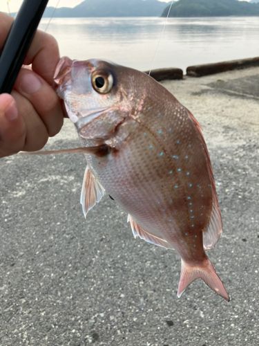 チャリコの釣果