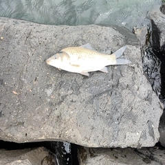 フナの釣果