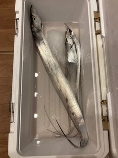 タチウオの釣果
