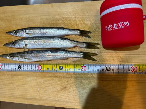 カマスの釣果