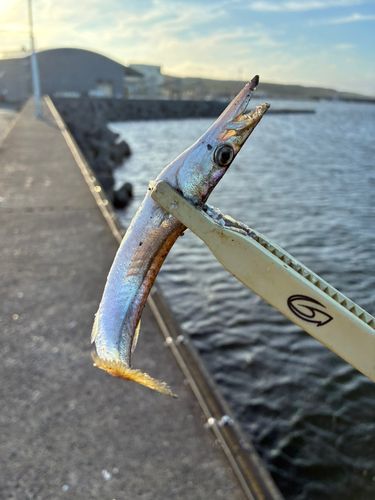 カマスの釣果