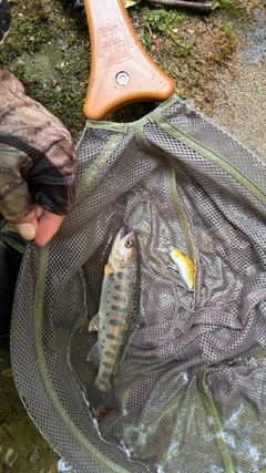 ヤマメの釣果
