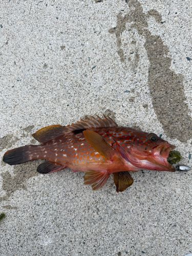 キジハタの釣果