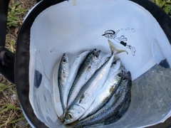 サバの釣果