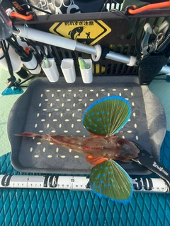 ホウボウの釣果