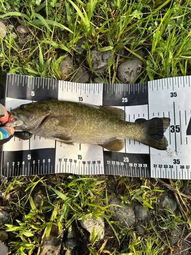スモールマウスバスの釣果