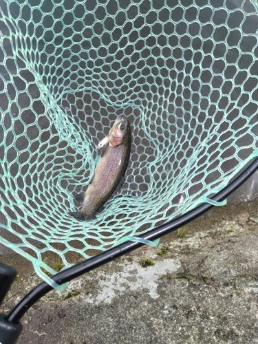 レインボートラウトの釣果