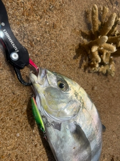 クロヒラアジの釣果