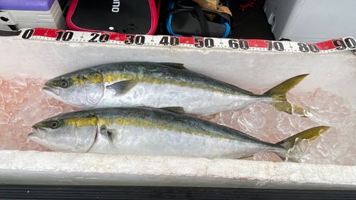 メジロの釣果