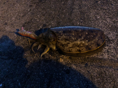 コウイカの釣果