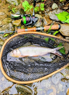 ハスの釣果