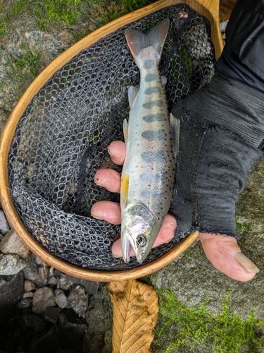 アマゴの釣果