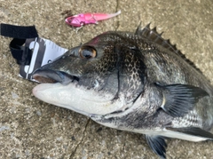 チヌの釣果