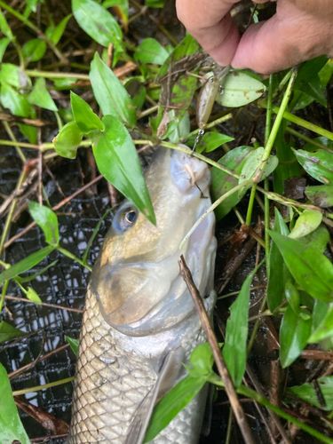ニゴイの釣果