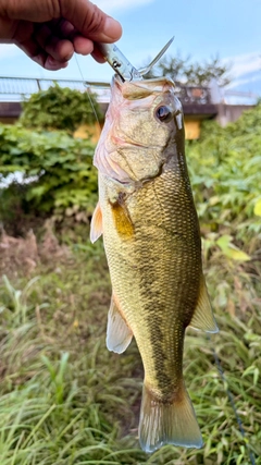 ラージマウスバスの釣果