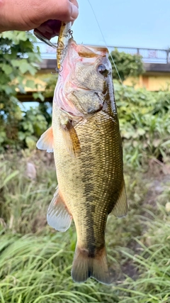 ラージマウスバスの釣果