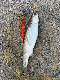 ボラの釣果