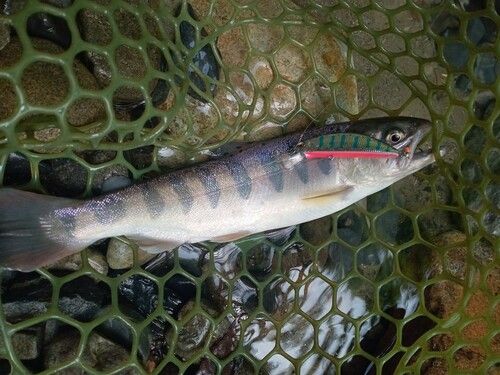 ヤマメの釣果