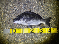 クロダイの釣果
