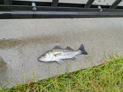 セイゴ（マルスズキ）の釣果