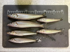 キスの釣果