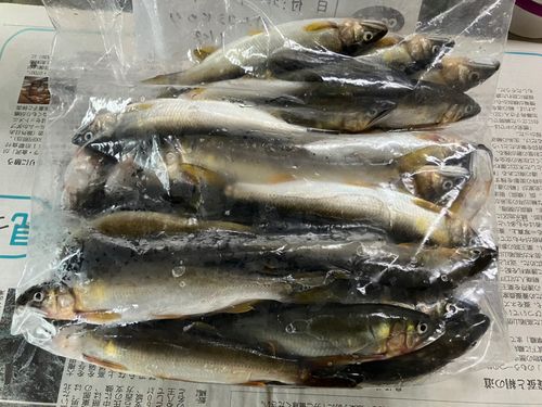 No Bite, No Fish さんの釣り人プロフィール - アングラーズ | 釣果600