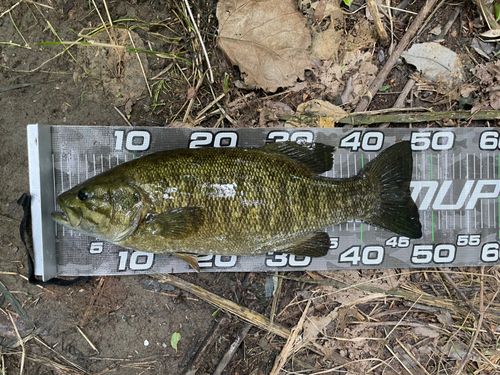 スモールマウスバスの釣果