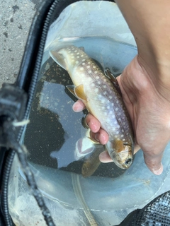 イワナの釣果